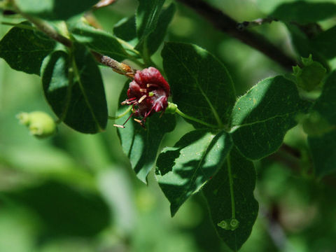 Image of purpleflower honeysuckle