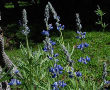 Image of shaggy lupine