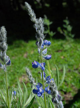 Lupinus covillei Greene的圖片