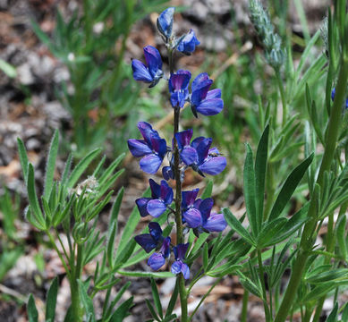 Image of shaggy lupine