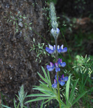 Plancia ëd Lupinus covillei Greene