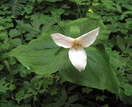 Imagem de Trillium ovatum Pursh