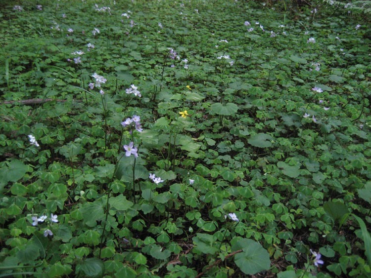 Image of milkmaids