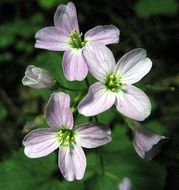 Image of milkmaids