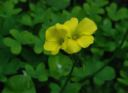 Oxalis pes-caprae L. resmi