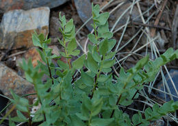 Image of Brewer's cliffbrake