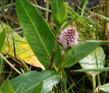 Image of Amphibious Bistort