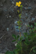 Image of high mountain cinquefoil