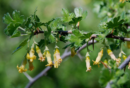 Image of rock gooseberry