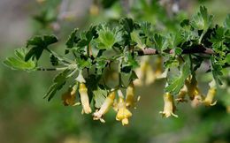 Image of rock gooseberry