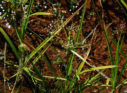 Image of panicled bulrush