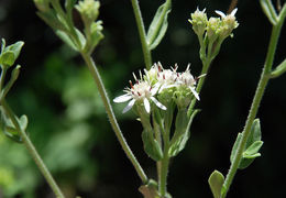 Plancia ëd Sericocarpus oregonensis var. californicus (Durand) G. L. Nesom