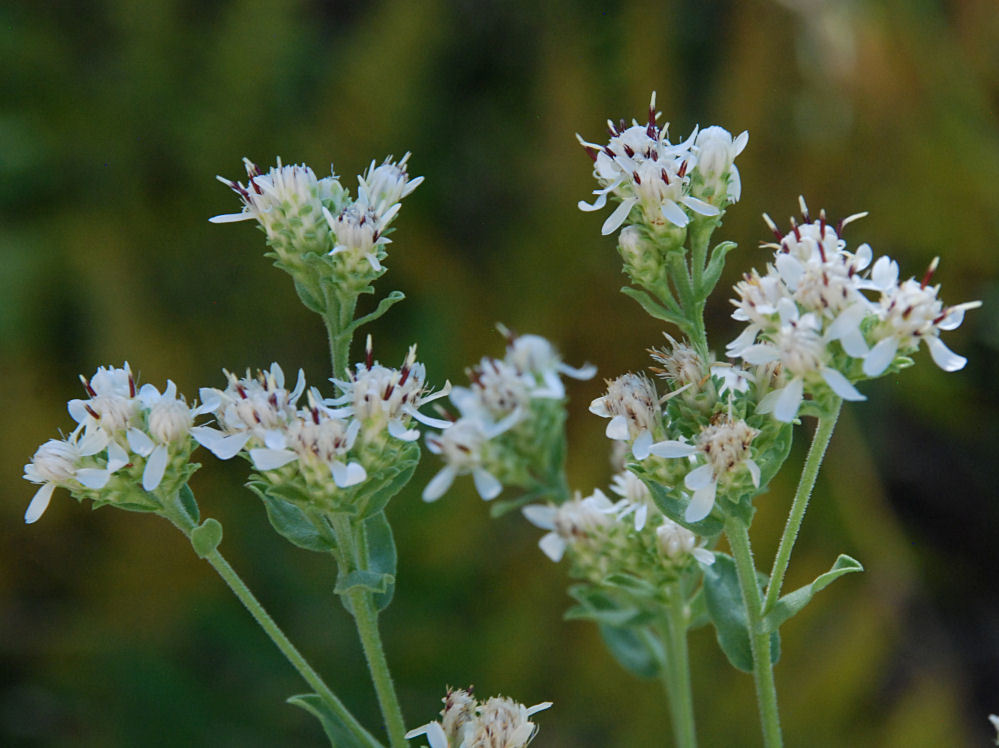 Image of Oregon whitetop aster