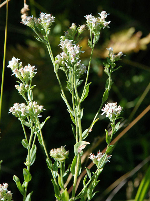 Plancia ëd Sericocarpus oregonensis var. californicus (Durand) G. L. Nesom