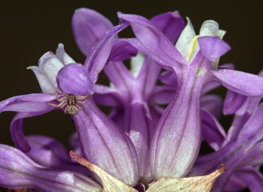 Sivun Dichelostemma multiflorum (Benth.) A. Heller kuva