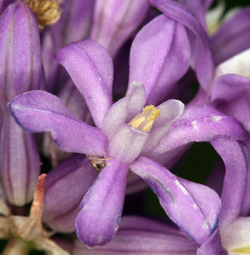 Sivun Dichelostemma multiflorum (Benth.) A. Heller kuva