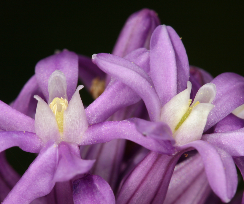 Sivun Dichelostemma multiflorum (Benth.) A. Heller kuva