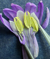 Sivun Dichelostemma multiflorum (Benth.) A. Heller kuva