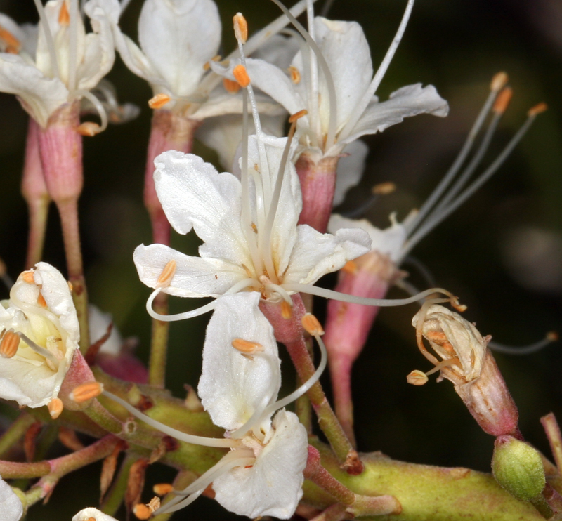 Image of California buckeye