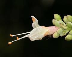 Image of California buckeye