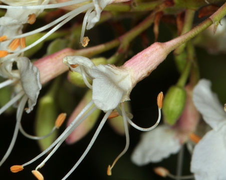 Imagem de Aesculus californica (Spach) Nutt.