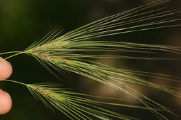 Image of <i>Elymus caput-medusae</i>