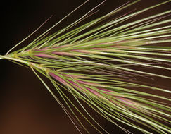 Image of <i>Elymus caput-medusae</i>