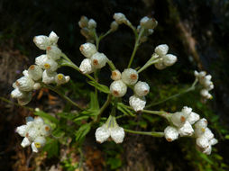 Image of ladies' tobacco