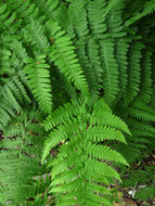 Dryopteris arguta (Kaulf.) Watt. resmi