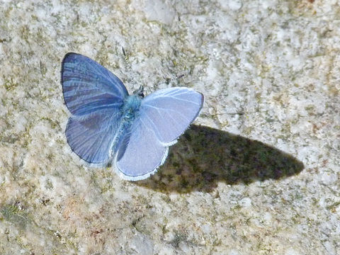 Image of <i>Celastrina <i>echo</i></i> echo
