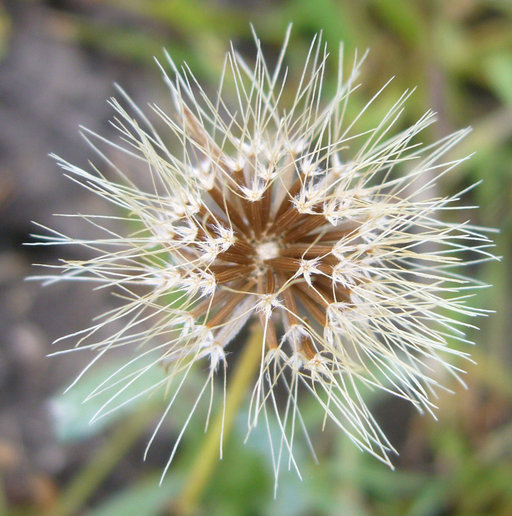 Imagem de Microseris douglasii subsp. tenella (A. Gray) Chambers