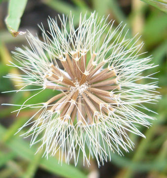 Imagem de Microseris douglasii subsp. tenella (A. Gray) Chambers