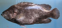 Image of Atlantic Tripletail