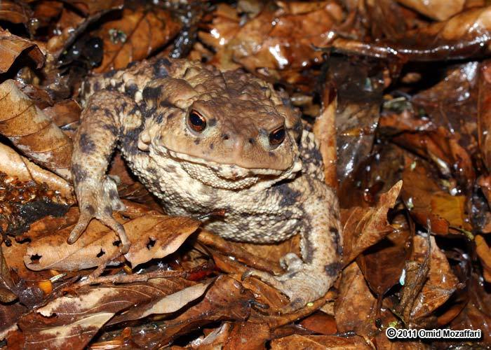 Image of Eichwald's Toad