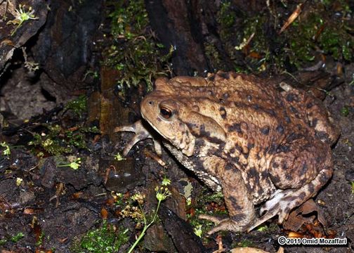 Image of Eichwald's Toad