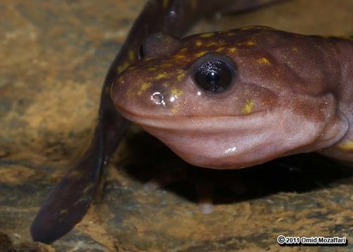 Image of Paradactylodon persicus (Eiselt & Steiner 1970)