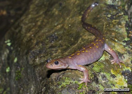 Paradactylodon persicus (Eiselt & Steiner 1970) resmi