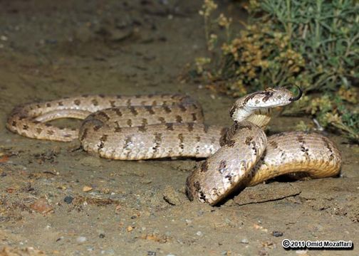 Image of Spotted Wipe Snake