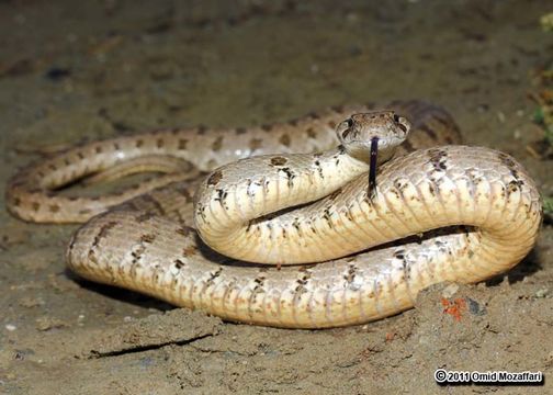 Image of Spotted Wipe Snake