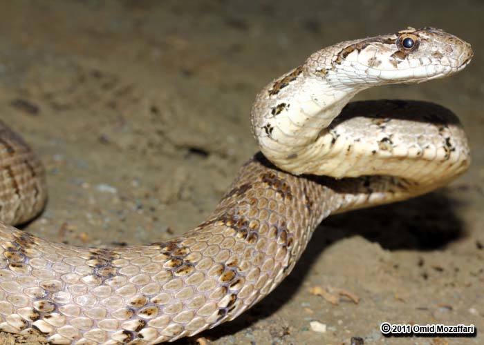 Image of Spotted Wipe Snake