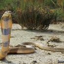 Image of Central Asian Cobra