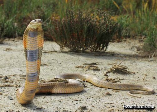 Image of Central Asian Cobra