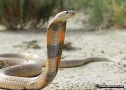 Image of Central Asian Cobra