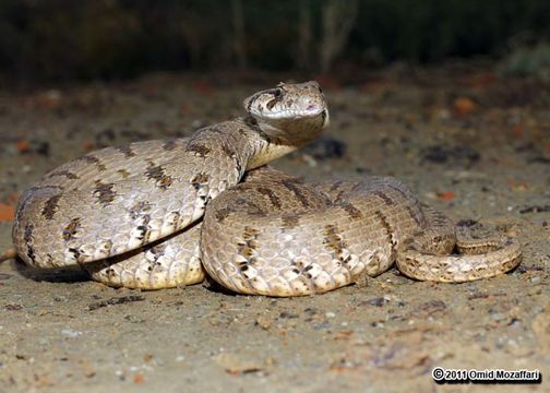 Image of Spotted Wipe Snake