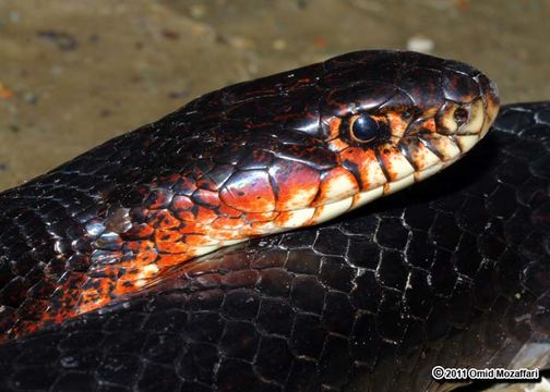 Image of Large Whip Snake