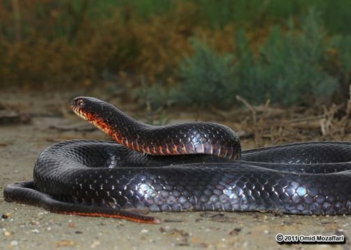 Image of Large Whip Snake