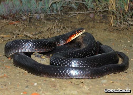 Image of Large Whip Snake