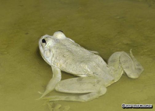 Image of Indian Skipper Frog