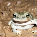 Image of Olive Toad