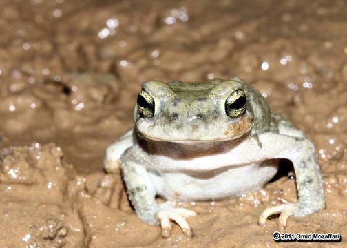 Image of Olive Toad